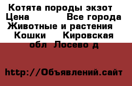 Котята породы экзот › Цена ­ 7 000 - Все города Животные и растения » Кошки   . Кировская обл.,Лосево д.